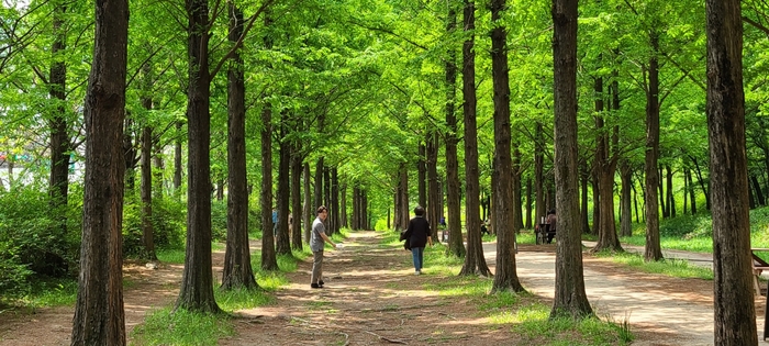 월드컵공원 메타세쿼이아길 (사진 - 서울시 제공)