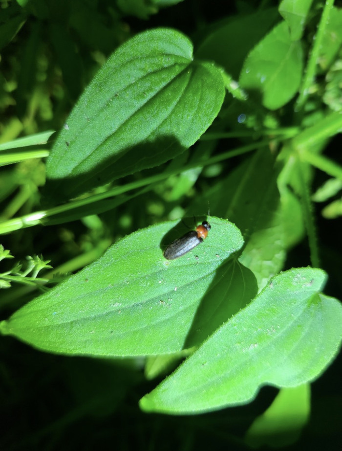 지난해 6월 성남시 자연환경모니터가 금토동 일대에서 촬영한 파파리 반딧불이 (사진 - 성남시 제공)