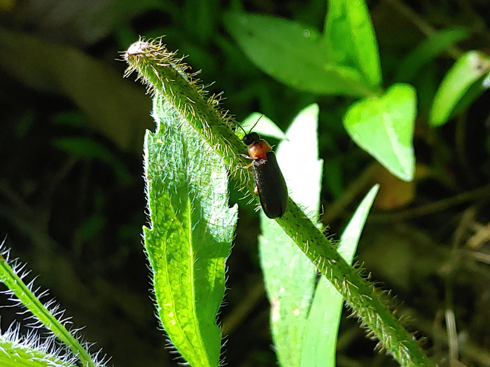 지난해 6월 성남시 자연환경모니터가 금토동 일대에서 촬영한 파파리 반딧불이 (사진 - 성남시 제공)