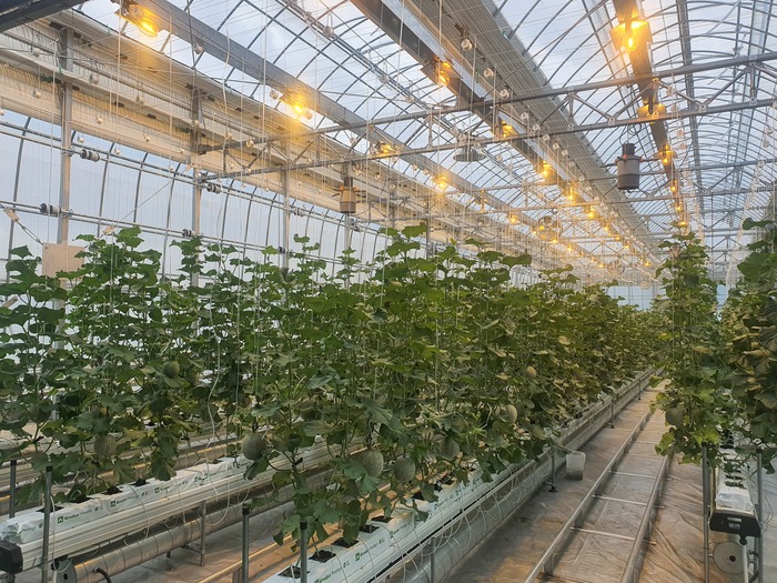 용인특례시가 스마트팜과 빅데이터 등 스마트농업을 활성화하기 위해 기술 실증을 하고 있다. 사진은 흐린날 일조량을 늘리기 위해 메론 과수에 보광하는 모습. (참고사진)