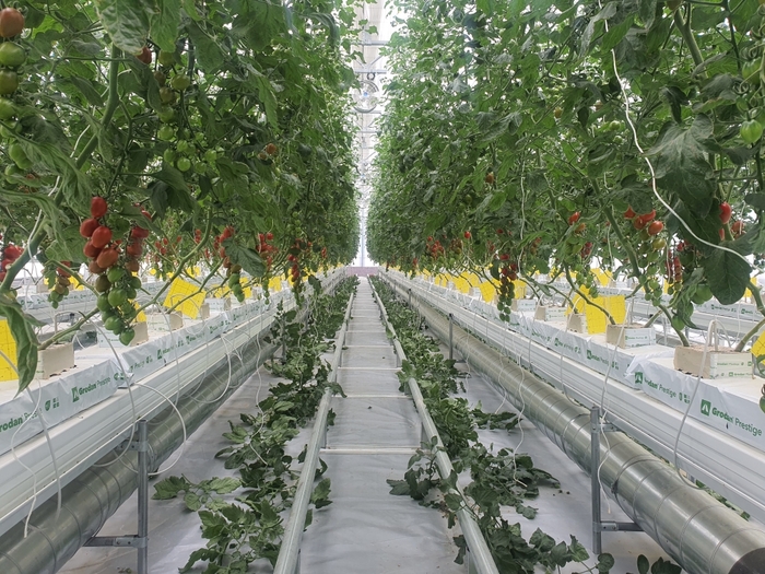 용인특례시가 스마트팜과 빅데이터 등 스마트농업을 활성화하기 위해 기술 실증을 하고 있다. 사진은 양액제어시스템을 통해 토마토에 작물 생장에 필요한 영양분을 자동공급하는 모습.(참고사진)