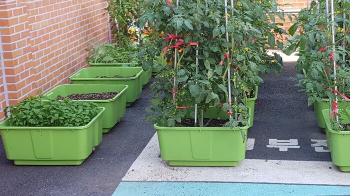 의왕시(시장 김성제)가 공동ㆍ일반주택에서 반려식물과 베란다 채소를 재배할 수 있는 상자텃밭 지원사업을 추진한다.