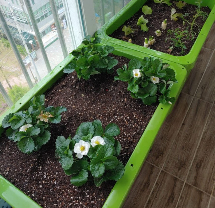 의왕시(시장 김성제)가 공동ㆍ일반주택에서 반려식물과 베란다 채소를 재배할 수 있는 상자텃밭 지원사업을 추진한다.