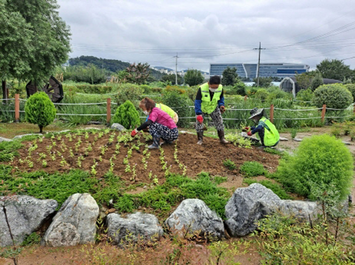 성남시 공공근로 중 하나인 시민농원 환경정비