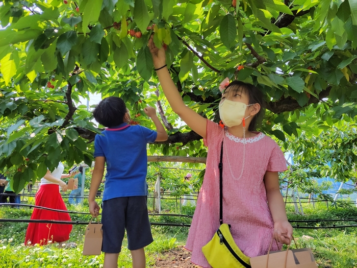 아이들이 수원시 과수 공원에서 과일을 수확하고 있다