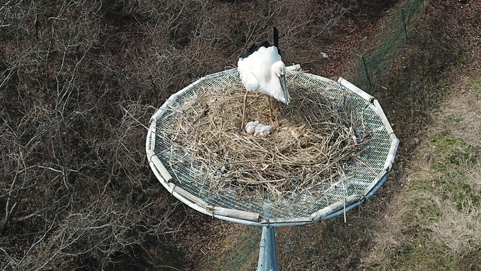 서산버드랜드 내에서 번식에 성공한 황새 모습