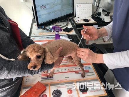 광명시는 오는 10월 4일부터 13일까지 10일간 광명시 동물병원 16개소에서 광견병 예방을 위한 예방백신 접종을 실시한다
