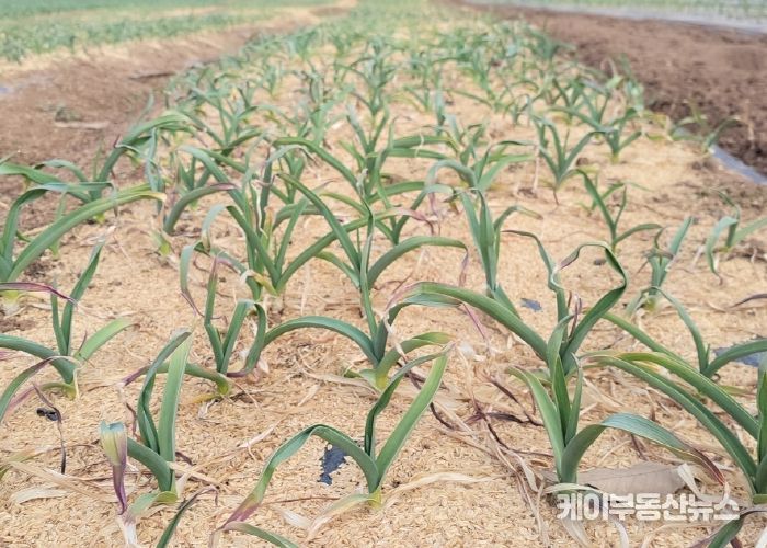 월곶면 고양리 일원의 난지형 마을 작황(2024년 2월 14일 기준)