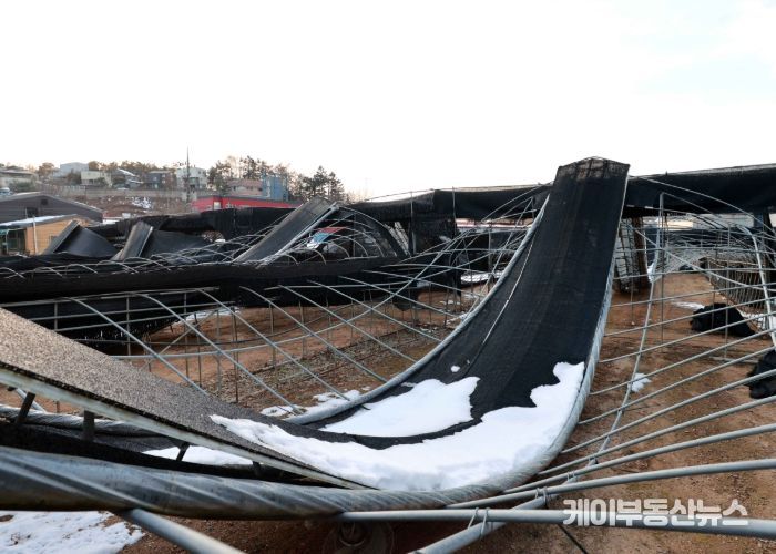 용인특례시 처인구 양지면에 폭설 피해를 입은 버섯농가의 모습