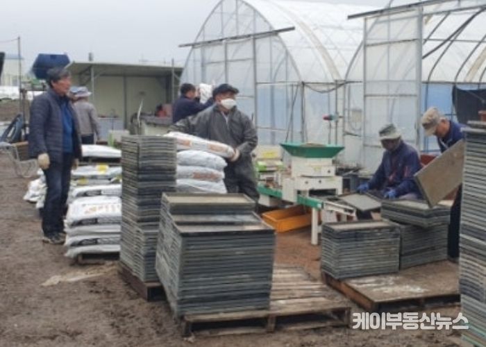 벼 육묘상처리제 관련 사진