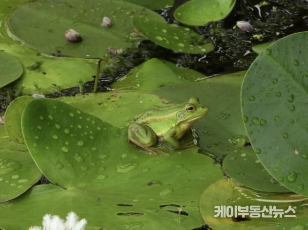 시흥시 연꽃테마파크