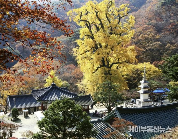 용문사 천년은행나무