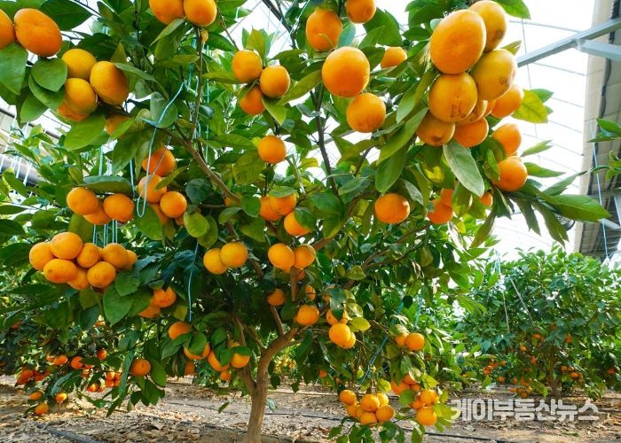 광주시, ‘팔당愛감귤’ 수확 체험 본격 시작