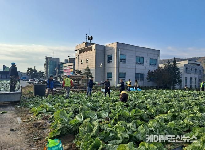 양평군 양동면 지역사회보장협의체, 기관·단체와 함께 동절기 배추·무 수확