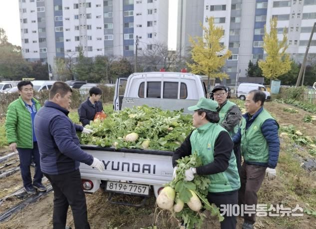 수원시 권선구 새마을지도자협의회, ‘사랑의 무’수확