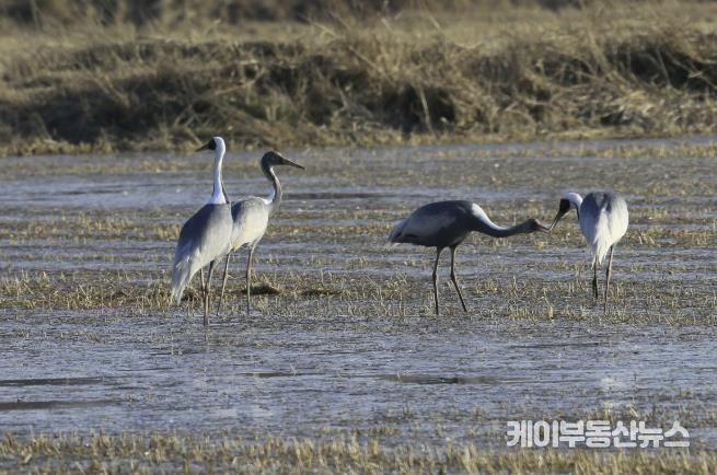 새끼에게 먹이를 먹이는 재두루미 가족