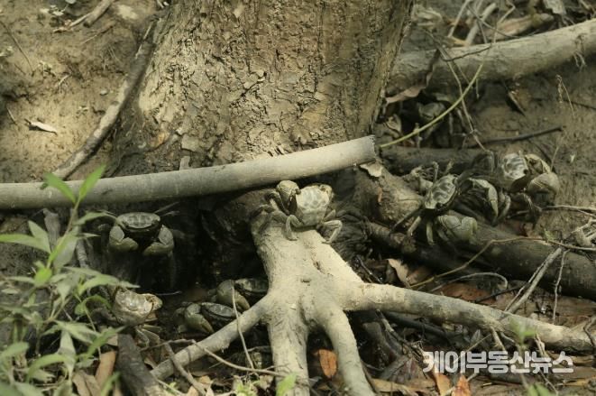 장항습지 말똥게와 버드나무