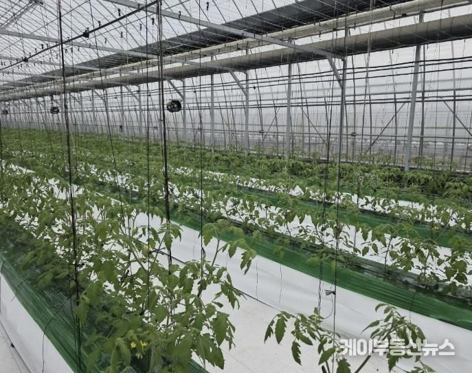 과채류 품질향상 사업을 지원받은 딸기 재배 농가의 모습