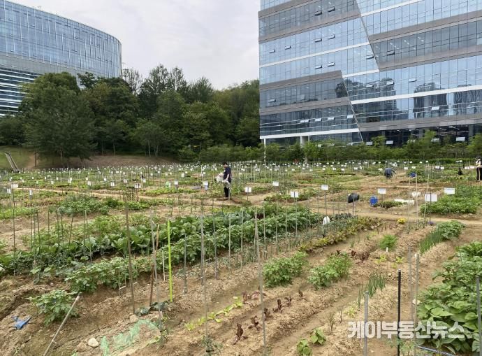 갈매텃밭(갈매동 552-9, 552-10번지, 성은교회 옆)