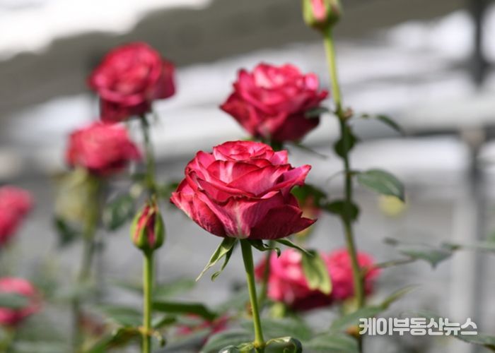 2026년 신품종 3품종 ‘스타가넷’