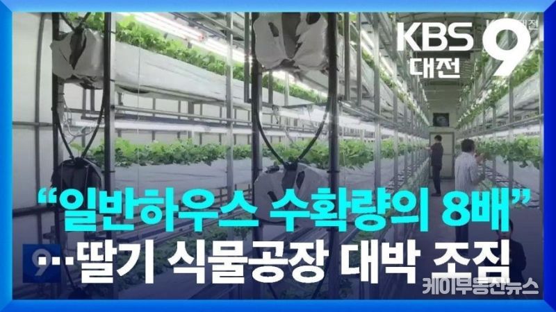 딸기 식물공장 프로젝트 본격 추진