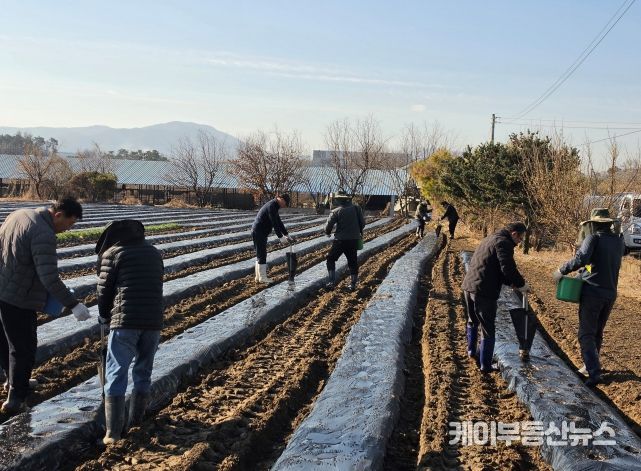 안성시 농업기술센터, 농촌지도자연합회와 사랑의 감자(과제포 활동) 식재